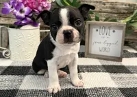 Oscar, a male Boston Terrier for sale in Shipshewana, IN – 3 of 7