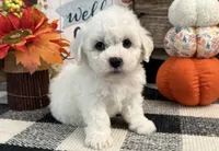 Denim, a male Bichon Frise for sale in Shipshewana, IN – 2 of 6