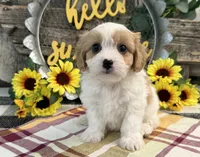 Norse, a male Bichon Frise and Cavalier King Charles Spaniel for sale in Shipshewana, IN – 4 of 6