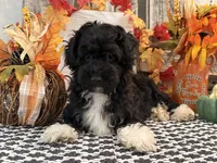 Laporte, a male Havanese and Poodle - Toy  for sale in Shipshewana, IN – 4 of 6