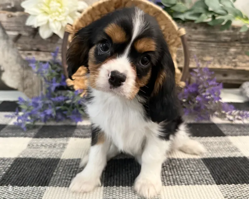 Zorro – Cavalier King Charles Spaniel puppy for sale in Shipshewana, IN