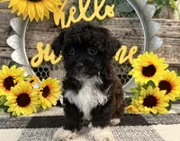 Leo , a male Havanese and Poodle - Toy  for sale in Shipshewana, IN – 2 of 6