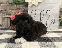 Bella, a female Havanese and Poodle - Miniature  for sale in Shipshewana, IN – 2 of 6