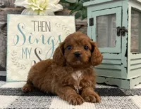 Komet, a male Cavalier King Charles Spaniel and Poodle - Toy  for sale in Shipshewana, IN – 1 of 6