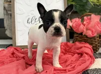 Olive, a female Boston Terrier for sale in Shipshewana, IN – 3 of 7