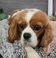 Evie, a female Cavalier King Charles Spaniel for sale in Shipshewana, IN – 3 of 3