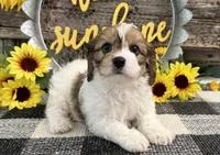 Denim, a male Bichon Frise and Cavalier King Charles Spaniel for sale in Shipshewana, IN – 2 of 6