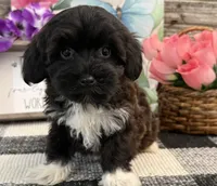 London, a female Havanese and Poodle - Toy  for sale in Shipshewana, IN – 3 of 6