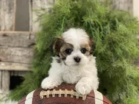 Desmond, a male Havanese for sale in Shipshewana, IN – Photo 2 of 4
