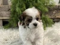 Desmond, a male Havanese for sale in Shipshewana, IN – Photo 4 of 4
