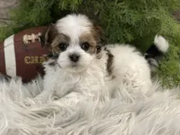 Desmond, a male Havanese for sale in Shipshewana, IN – Photo 1 of 4