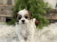 Desmond, a male Havanese for sale in Shipshewana, IN – Photo 3 of 4