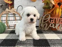 Dakota, a female Bichon Frise for sale in Shipshewana, IN – 2 of 6