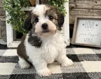 Raider, a male Havanese for sale in Shipshewana, IN – 4 of 6