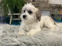 Wyatt, a male Havachon for sale in Shipshewana, IN – Photo 3 of 4