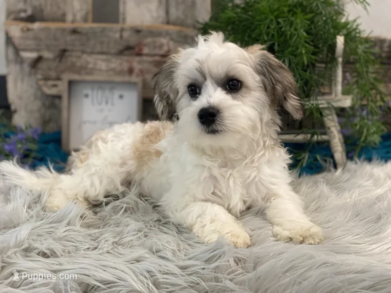 Wyatt – Havachon puppy for sale in Shipshewana, IN