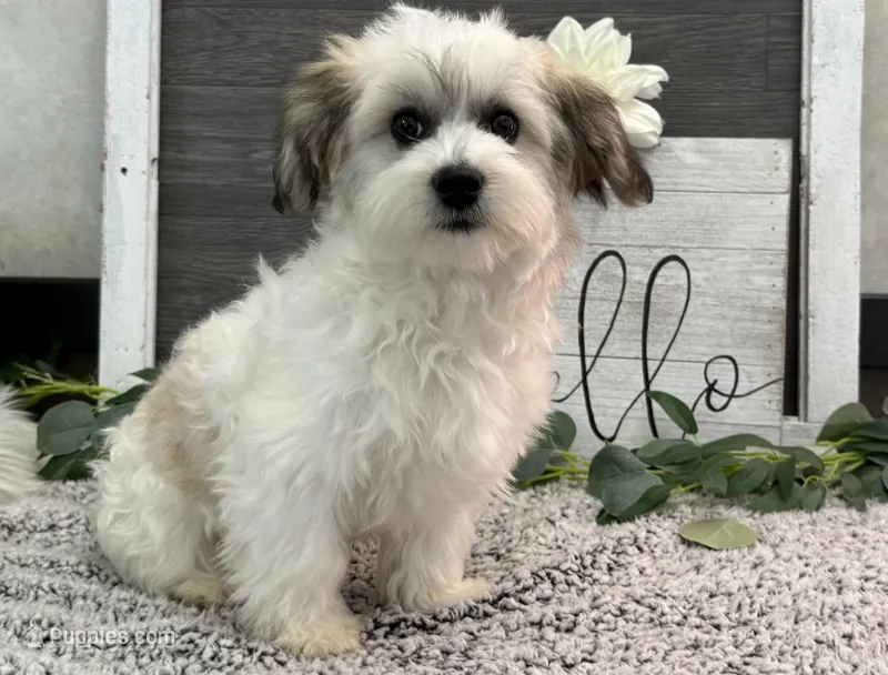 Wyatt – Havachon puppy for sale in Shipshewana, IN