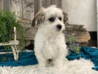 Wyatt, a male Havachon for sale in Shipshewana, IN – Photo 4 of 4