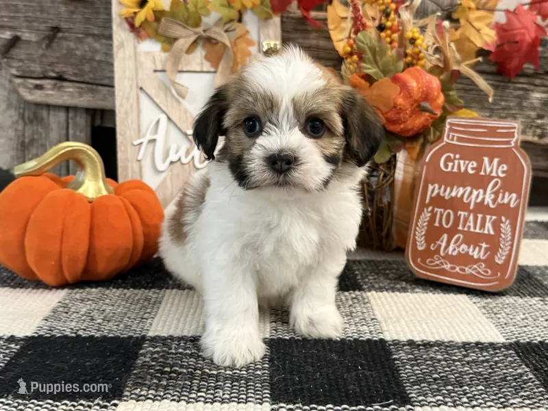 Rylee – Havanese puppy for sale in Shipshewana, IN
