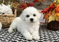 Sheely, a female Bichon Frise for sale in Shipshewana, IN – 3 of 6