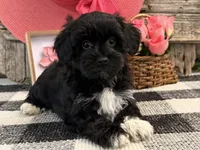 Laylin, a female Havanese and Poodle - Toy  for sale in Shipshewana, IN – 3 of 6