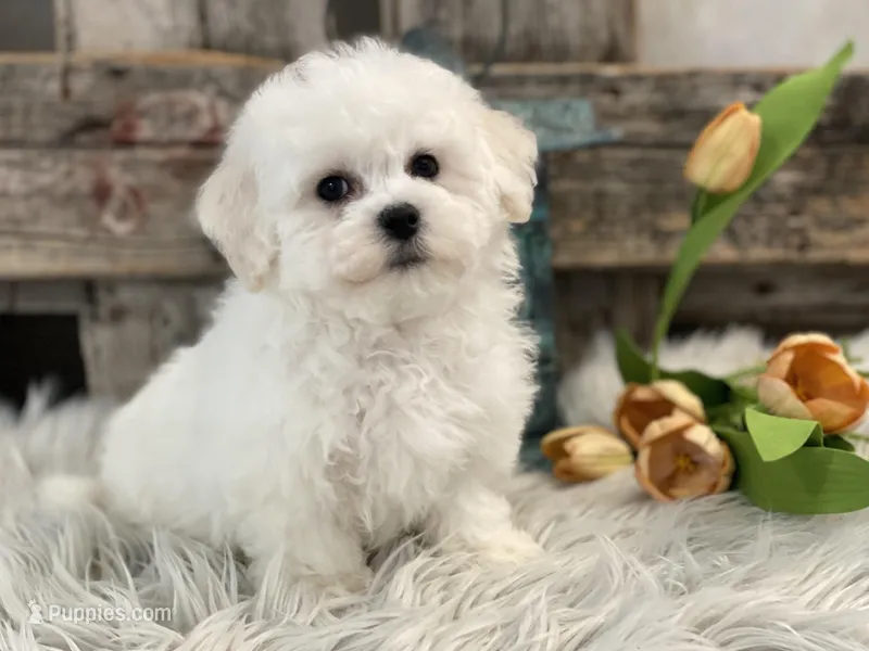 Bishop – Bichon Frise puppy for sale in Shipshewana, IN