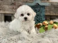 Bishop, a male Bichon Frise for sale in Shipshewana, IN – Photo 2 of 4