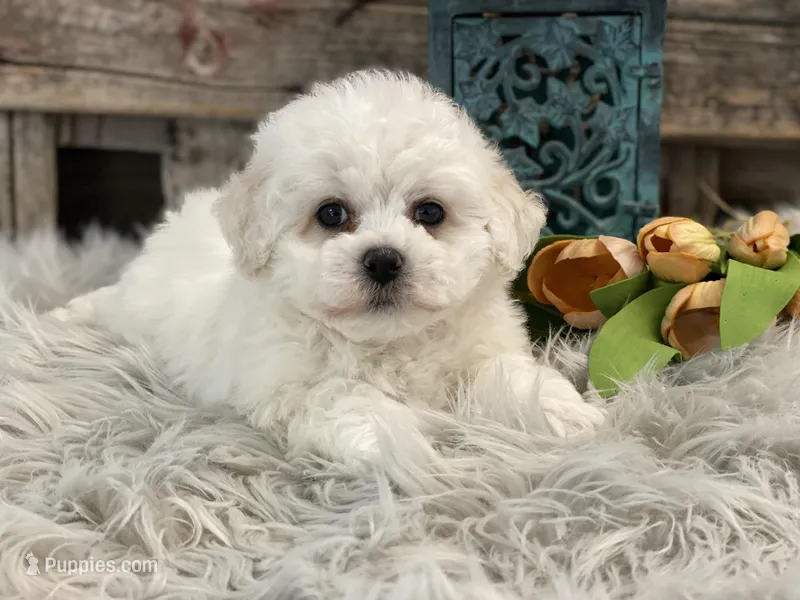 Bishop, a male Bichon Frise for sale in Shipshewana, IN – Photo 1 of 4