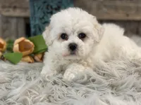 Bishop, a male Bichon Frise for sale in Shipshewana, IN – Photo 3 of 4