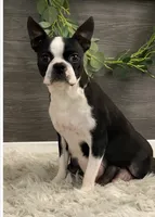 Petra, a female Boston Terrier for sale in Shipshewana, IN – 6 of 7