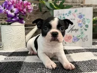 O'Hara, a female Boston Terrier for sale in Shipshewana, IN – 5 of 8