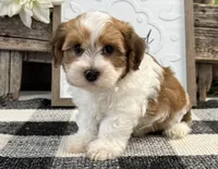 Cameo, a male Havanese for sale in Shipshewana, IN – 3 of 6
