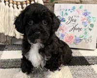Laporte, a male Havanese and Poodle - Toy  for sale in Shipshewana, IN – 2 of 6