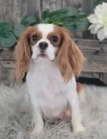 Wrenli, a female Cavalier King Charles Spaniel for sale in Shipshewana, IN – 4 of 6