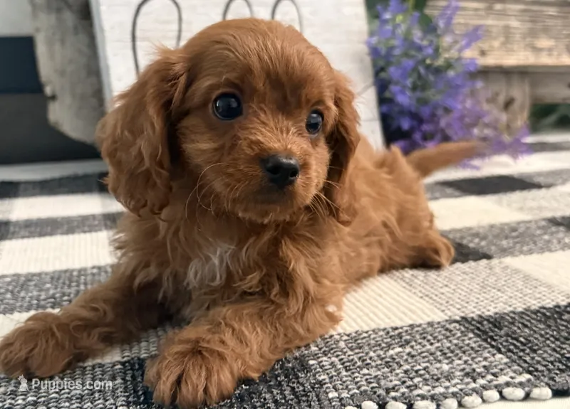 Komet – Cavalier King Charles Spaniel, Poodle - Toy  puppy for sale in Shipshewana, IN