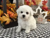 Sentinel, a male Bichon Frise for sale in Shipshewana, IN – 4 of 6
