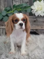 Wrenli, a female Cavalier King Charles Spaniel for sale in Shipshewana, IN – 6 of 6