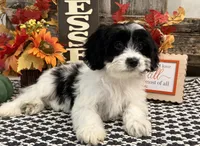 Nica, a female Cavachon for sale in Shipshewana, IN – 4 of 6