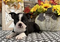 Petra, a female Boston Terrier for sale in Shipshewana, IN – 1 of 7