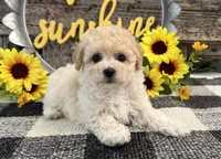 Griffith, a male Bichon Frise and Poodle - Toy  for sale in Shipshewana, IN – 2 of 6