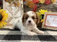 Juliette, a female Cavalier King Charles Spaniel for sale in Shipshewana, IN – 2 of 6