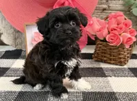 Bella, a female Havanese and Poodle - Miniature  for sale in Shipshewana, IN – Photo 2 of 6