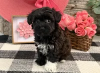 Bella, a female Havanese and Poodle - Miniature  for sale in Shipshewana, IN – Photo 3 of 6