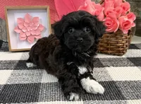 Bella, a female Havanese and Poodle - Miniature  for sale in Shipshewana, IN – Photo 4 of 6
