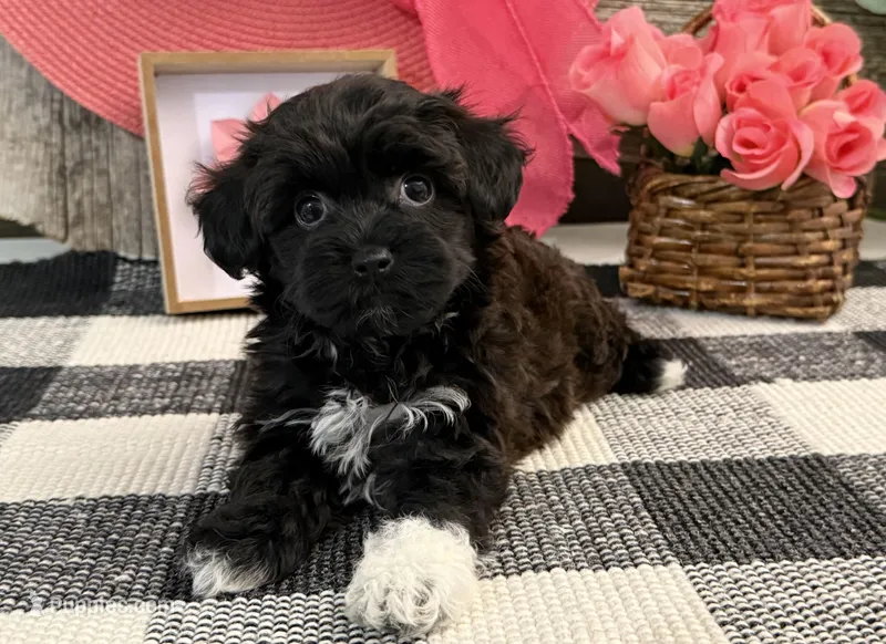 Bella, a female Havanese and Poodle - Miniature  for sale in Shipshewana, IN – Photo 1 of 6