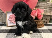 Laylin, a female Havanese and Poodle - Toy  for sale in Shipshewana, IN – 2 of 6