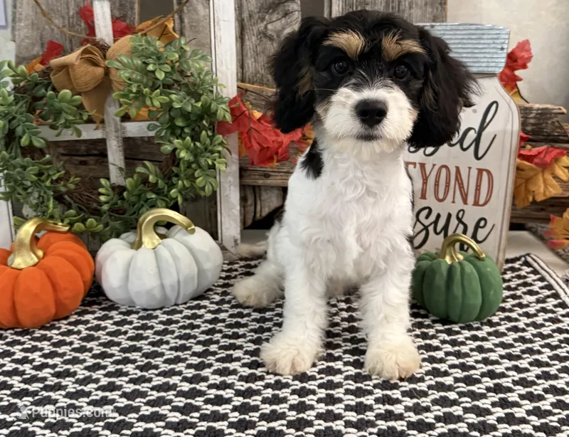 Dash – Bichon Frise, Cavalier King Charles Spaniel puppy for sale in Shipshewana, IN