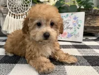 Burgundy, a female Havanese and Poodle - Miniature  for sale in Shipshewana, IN – 2 of 7