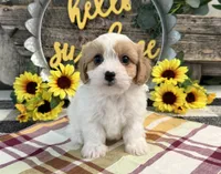 Norse, a male Bichon Frise and Cavalier King Charles Spaniel for sale in Shipshewana, IN – 3 of 6