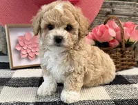Galena, a female Bichon Frise and Poodle - Toy  for sale in Shipshewana, IN – 4 of 6